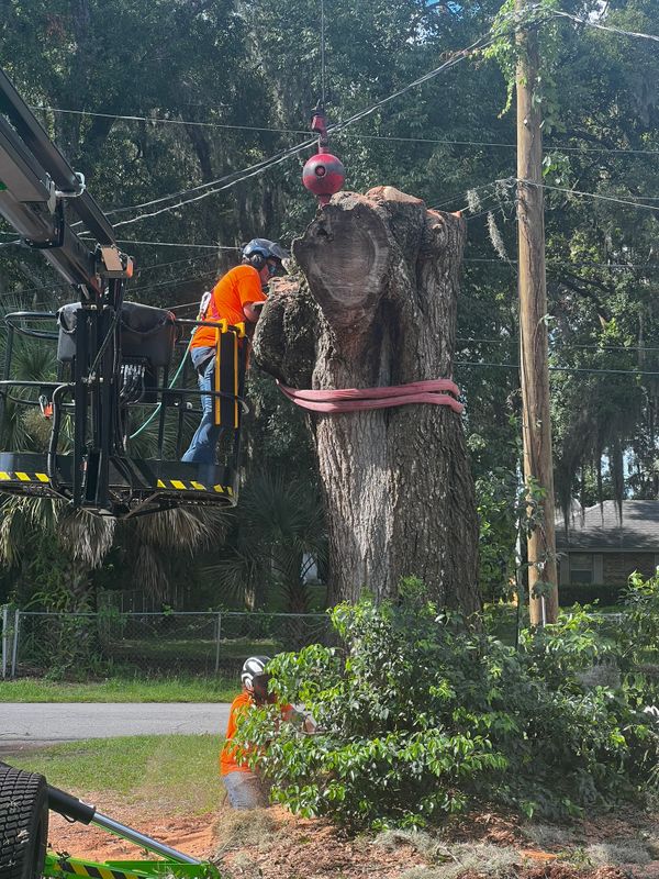 Tree Trimming