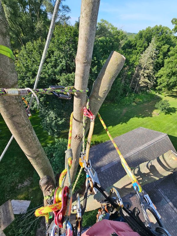 Tree Removal