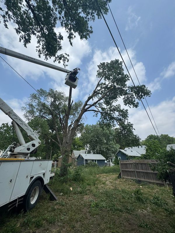 Tree Trimming