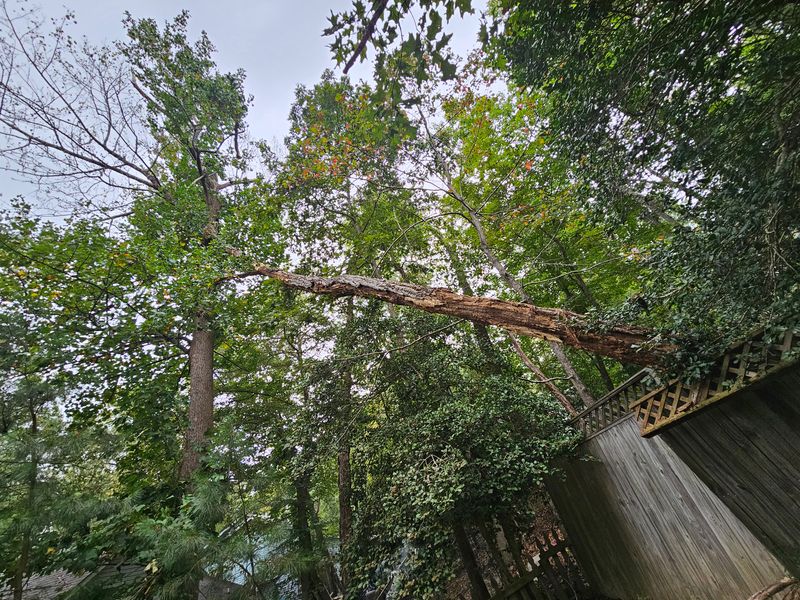 Emergency Tree Services