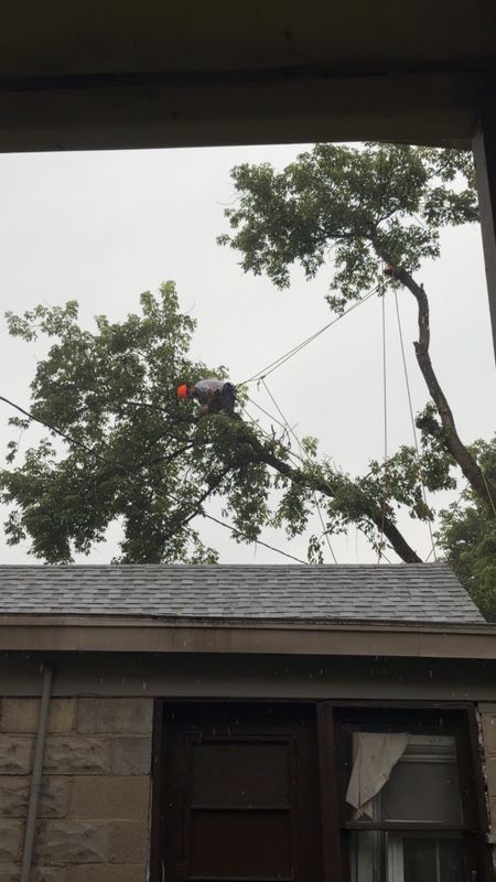 Tree Trimming & Removal
