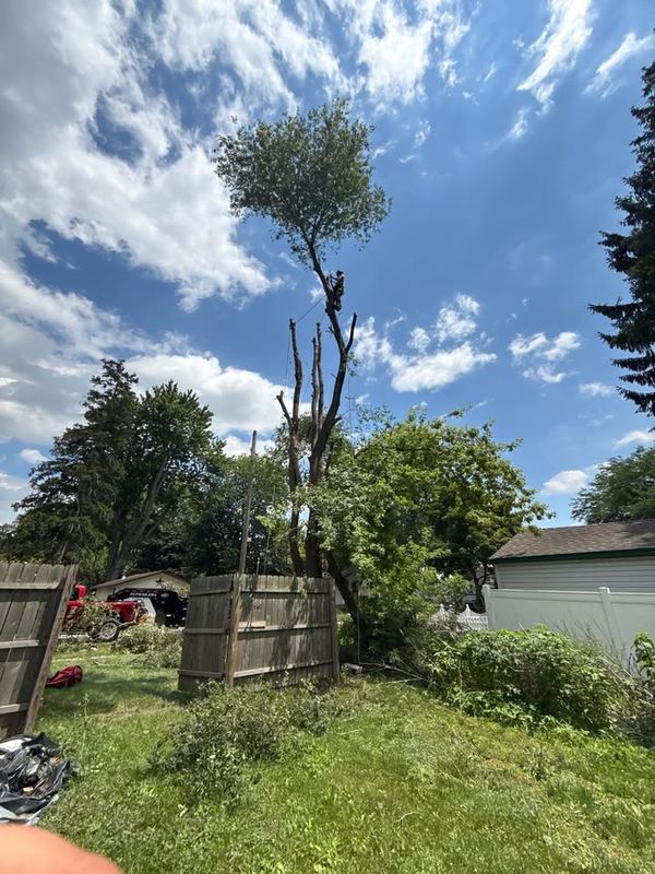 Tree Removal