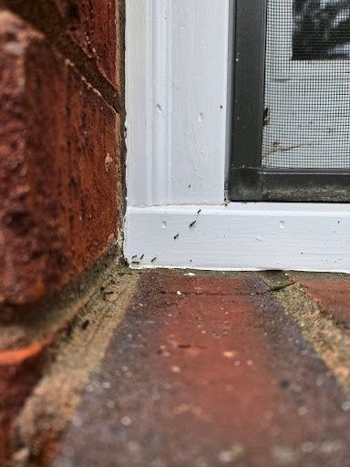 Termite Inspection & Treatment