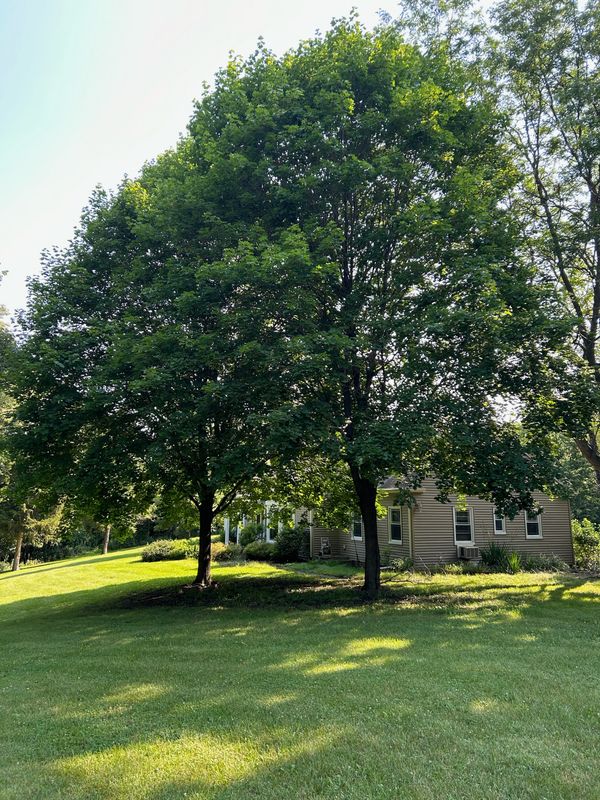 Revitalizing Freeport's Maples: Thinning and Raising Trees for a Healthier Landscape