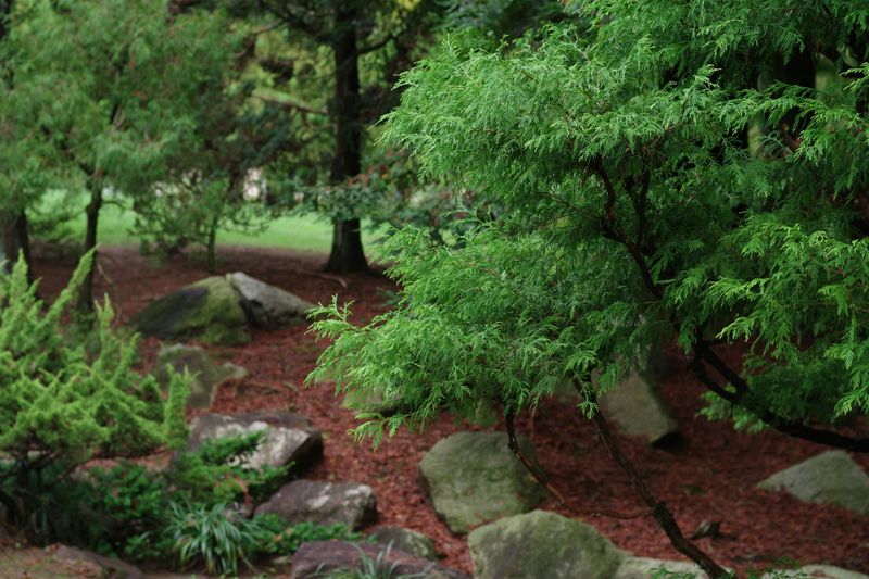 Mulch Installation