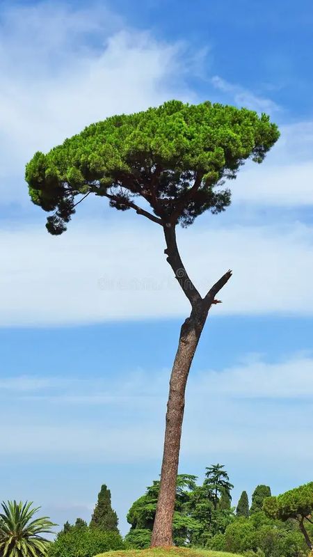 Tree Trimming