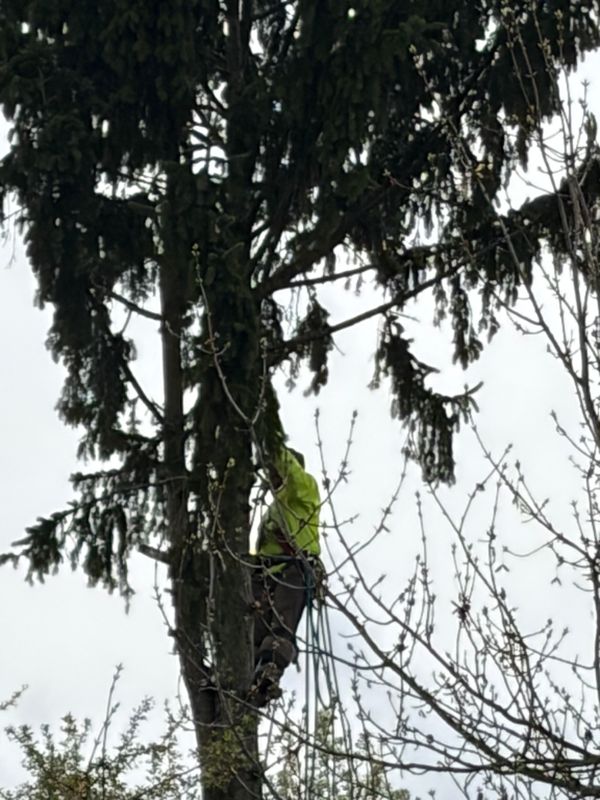 Tree Removal