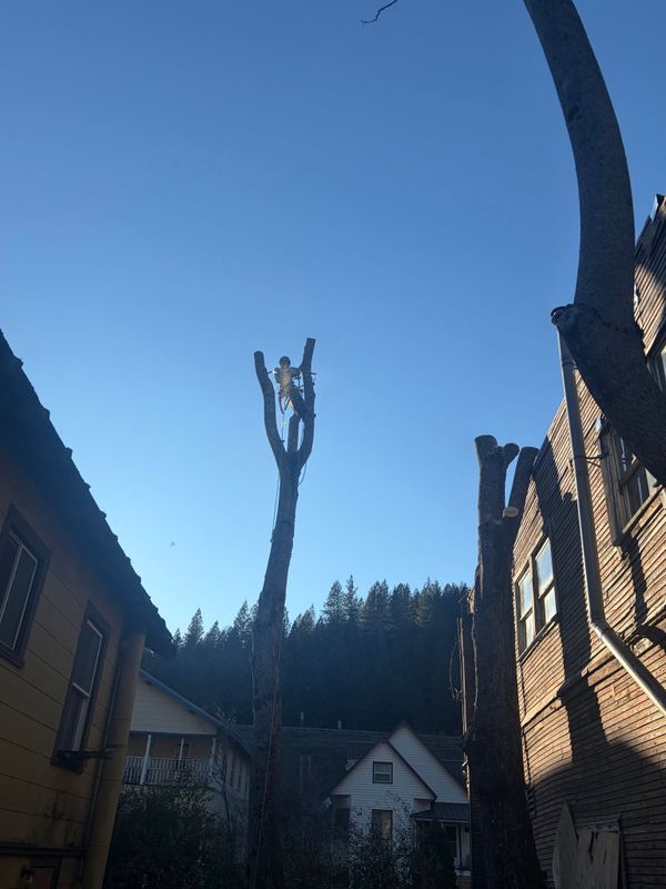 Tree Services