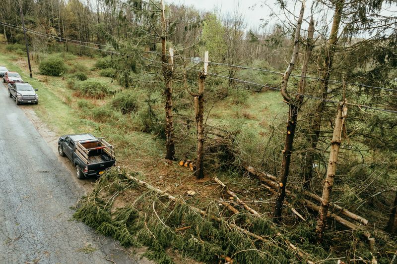 Tree and Shrub Care