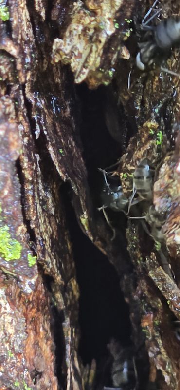 Termite Inspection & Treatment