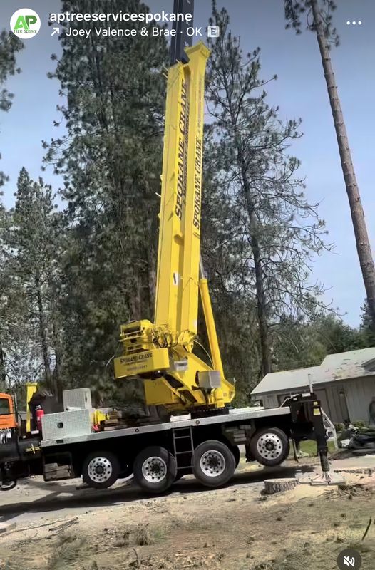 Crane-Assisted Tree Removal