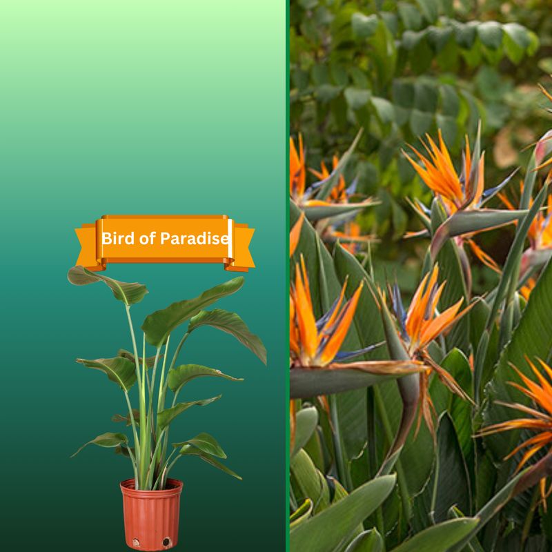 Plant Samples