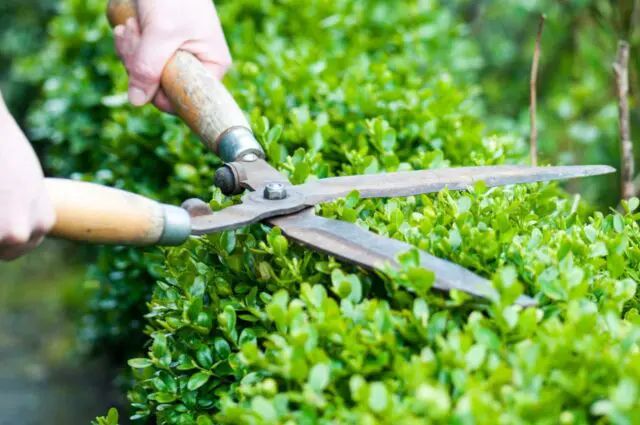 Landscaping