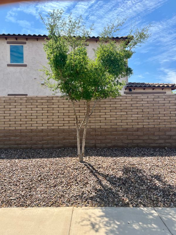 Tree & Shrub Care