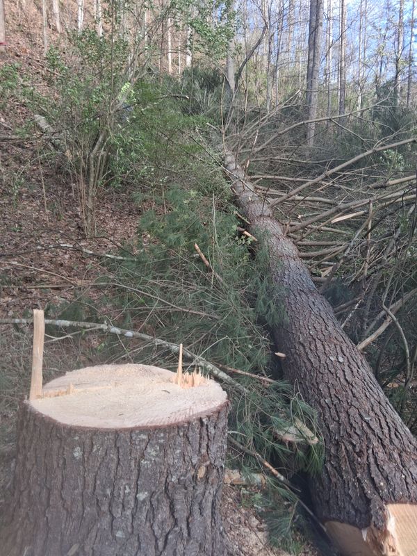 Stump Removal