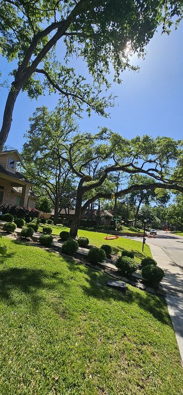 Tree Removal gallery