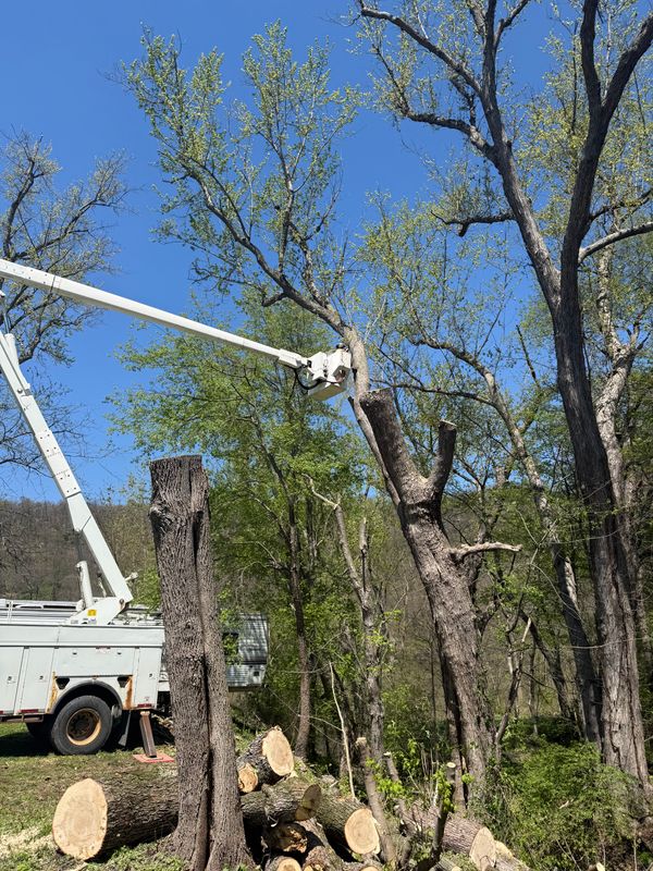 Tree Removal
