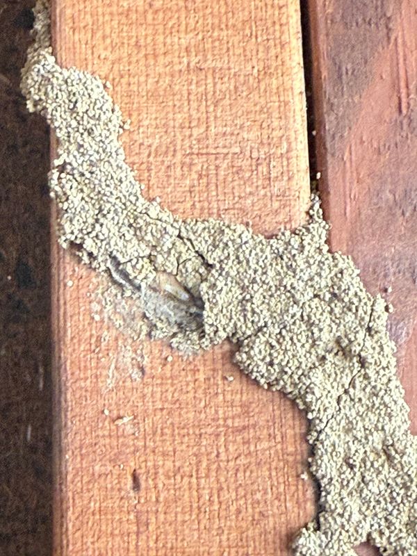 Exterior Pest Treatment