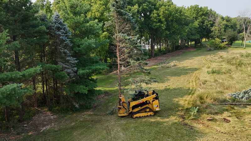 Tree Removal
