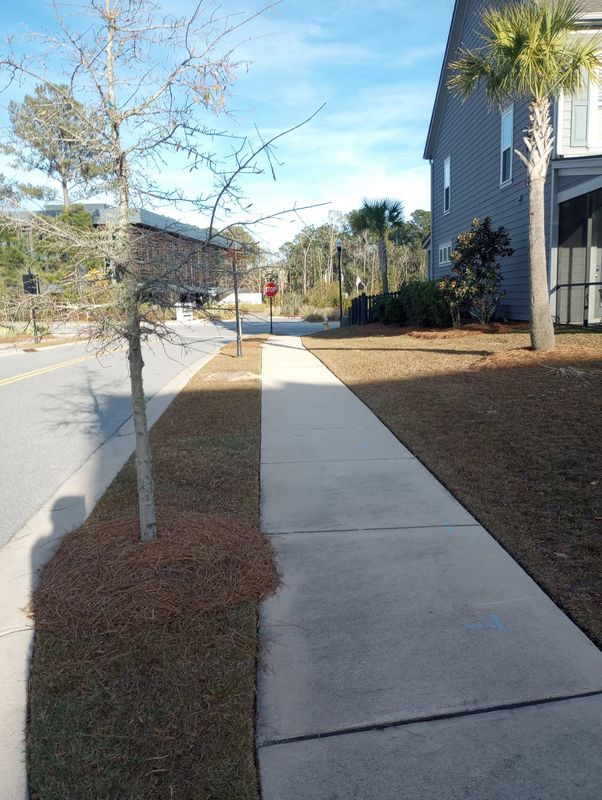 Tree & Shrub Care