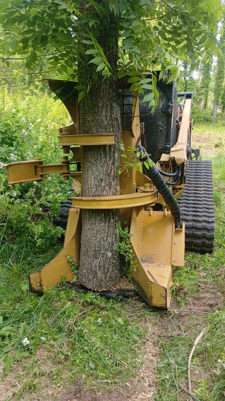 Tree Removal