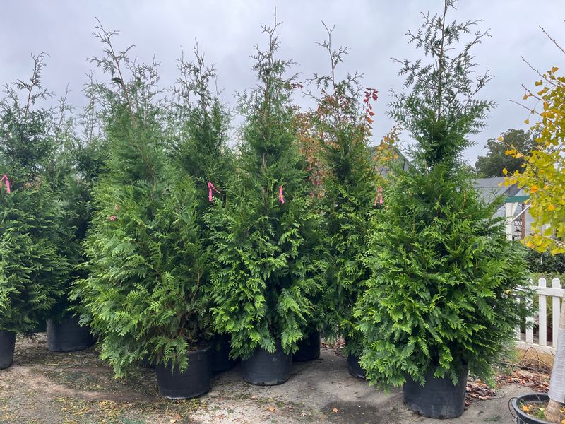 Tree and Shrub Installation