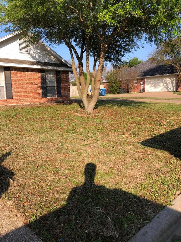 Tree Trimming