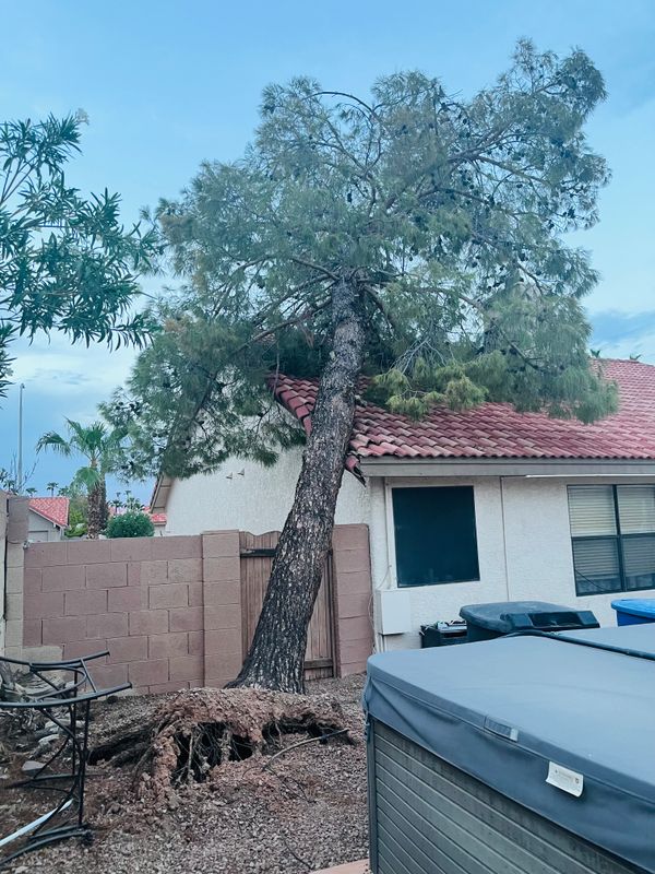 Tree Removal Services