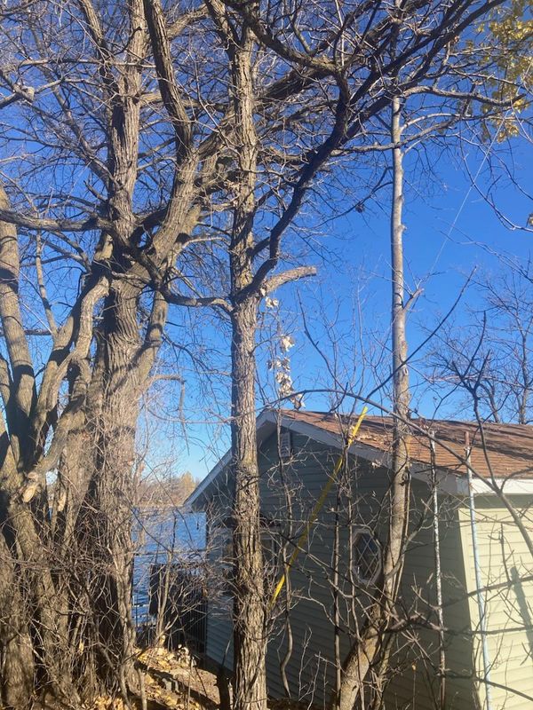 Tree Trimming