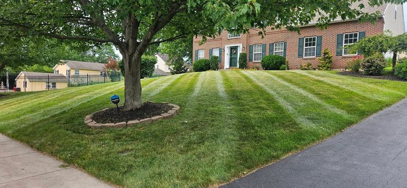 Lawn Maintenance