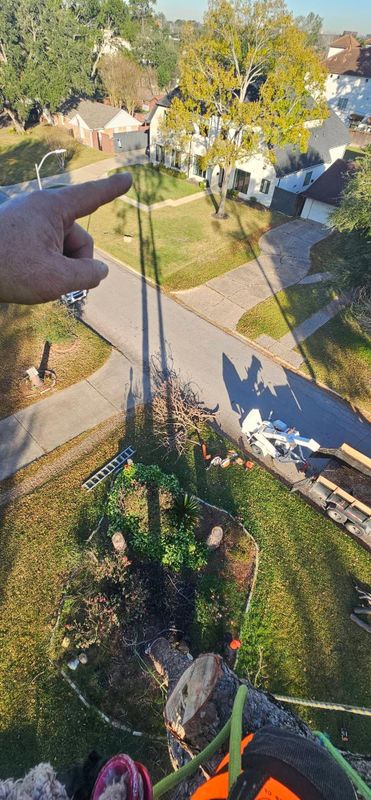 Tree Trimming