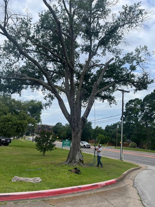Tree Removal gallery