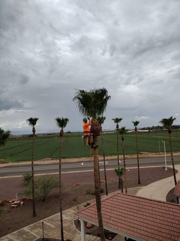 Trimming & Pruning Services