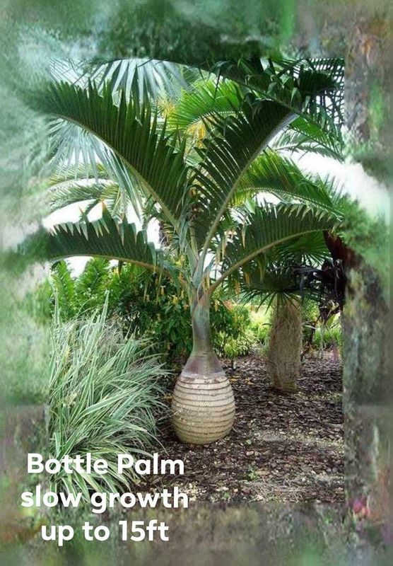 Plant and tree list