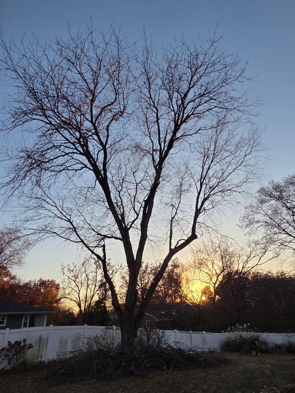 Tree Trimming