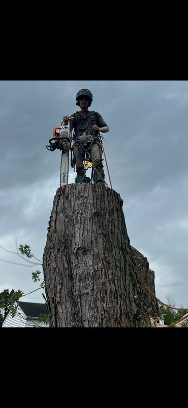 Tree Removal