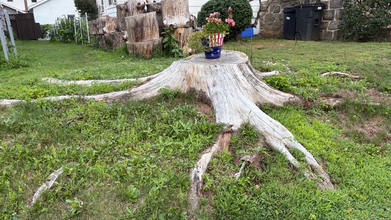 Stump Grinding