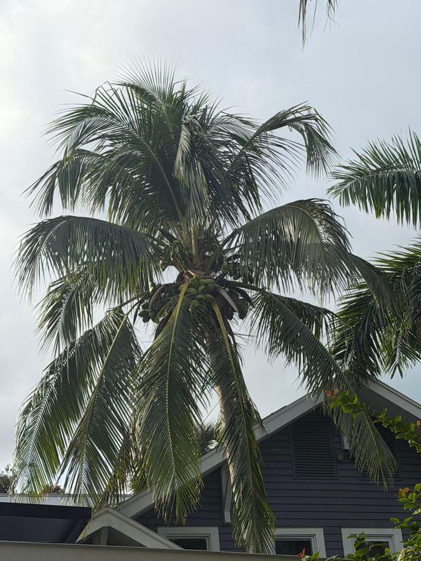 Tree Trimming