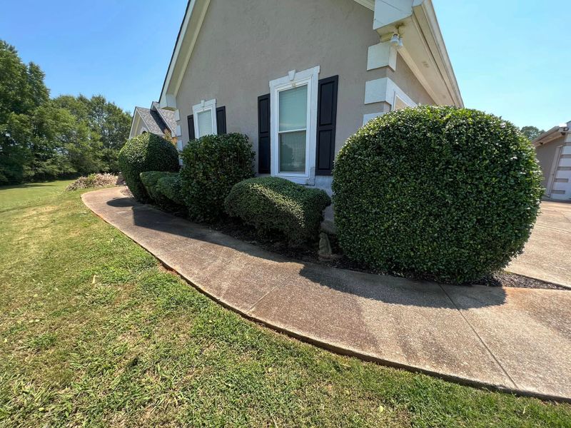 Tree & Shrub Care
