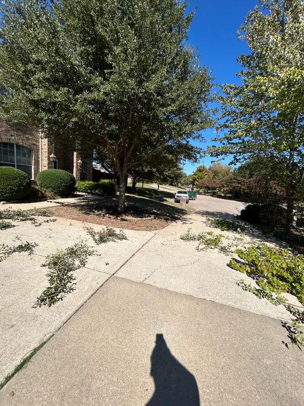 Shrub Trimming