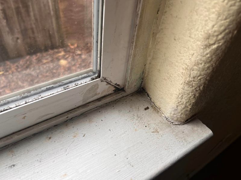 Mold Inspections