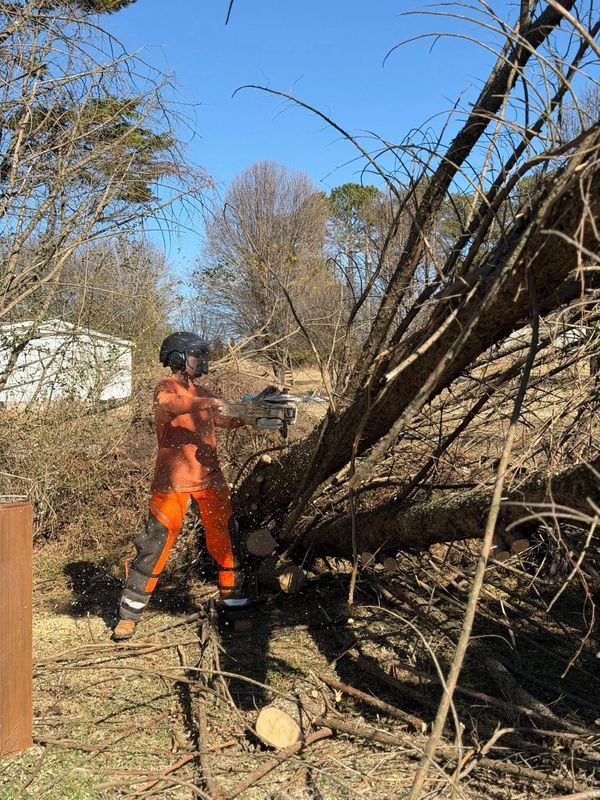 Tree Services