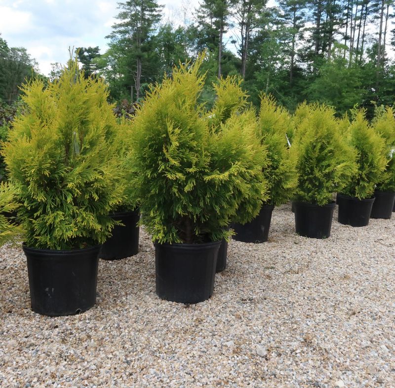 Trees