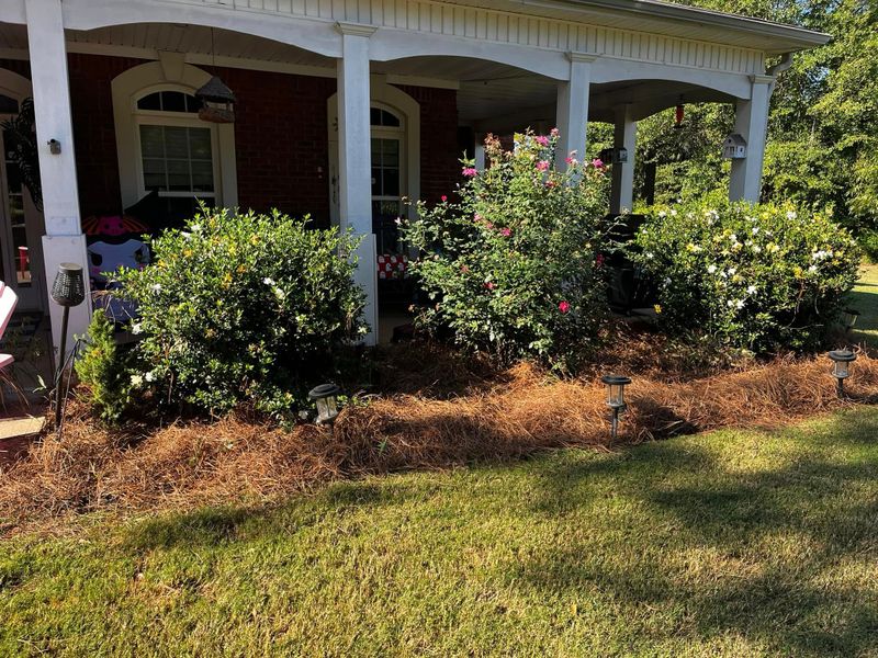 Tree & Shrub Care