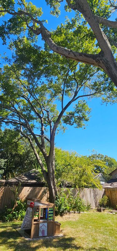 Tree Trimming