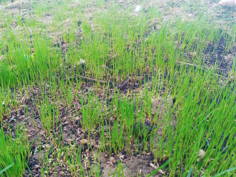 Grass Up