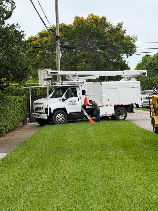 Tree Trimming
