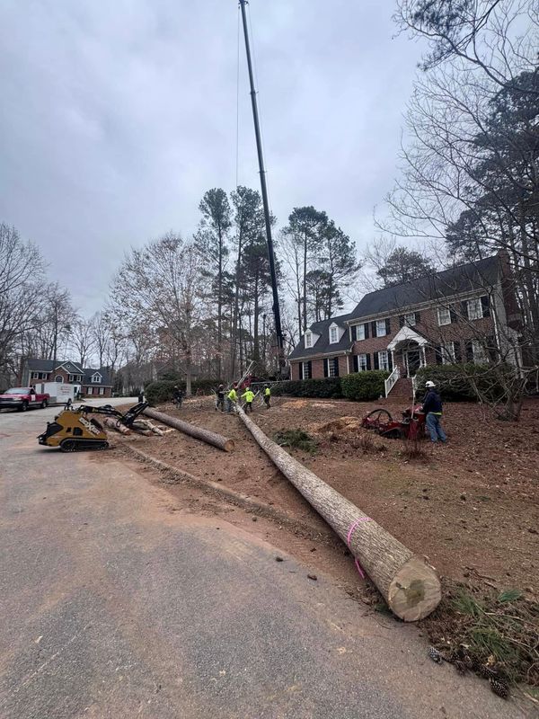 Tree Removal