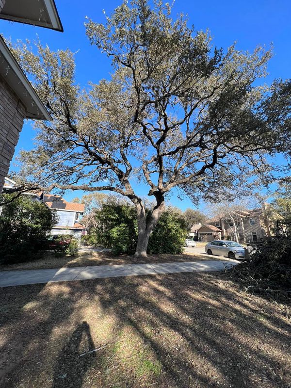 Tree Trimming