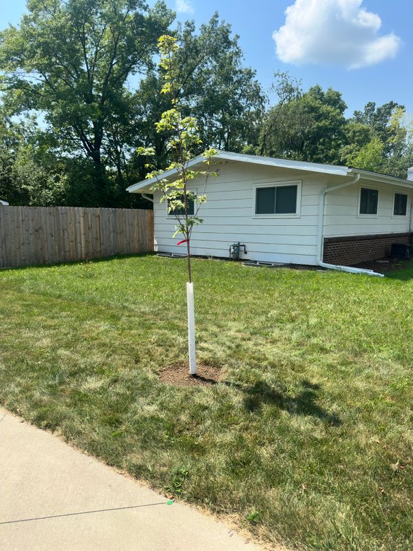 Norway Maple Planting for a Longtime Menomonie Resident